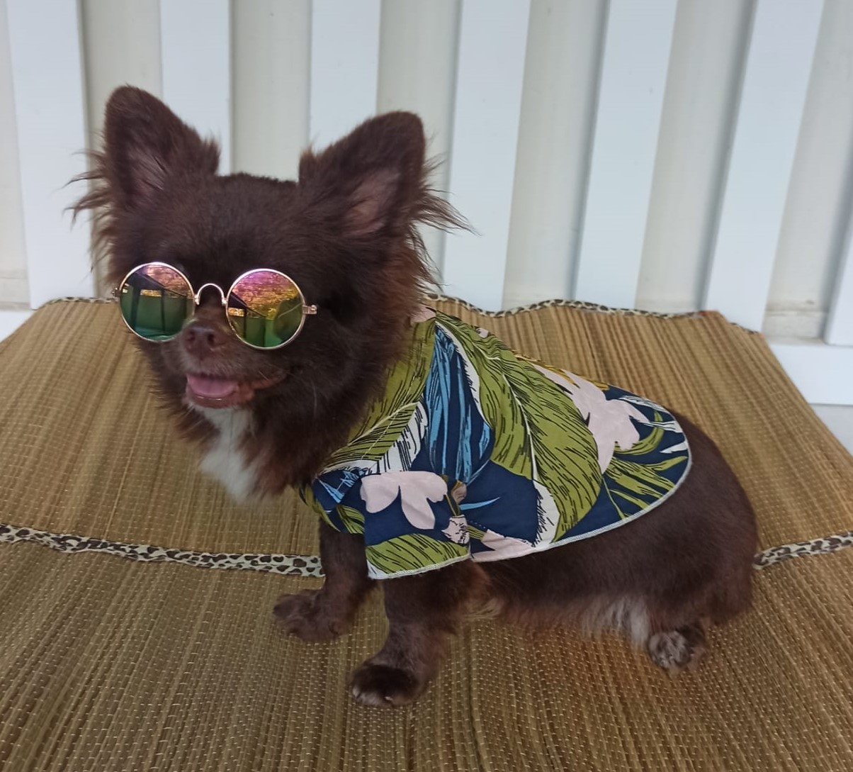 Bjorn Pet Gree