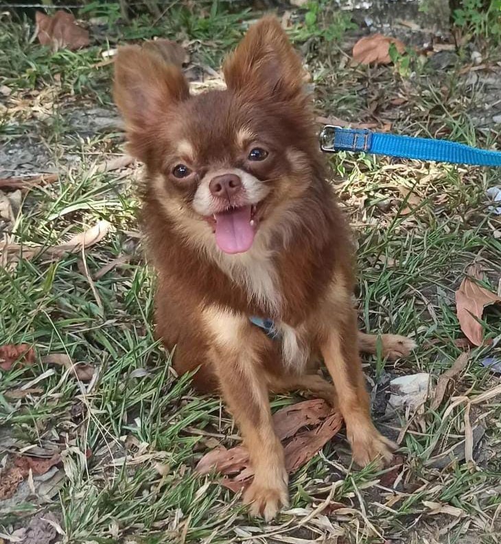 Model Dog Toddy