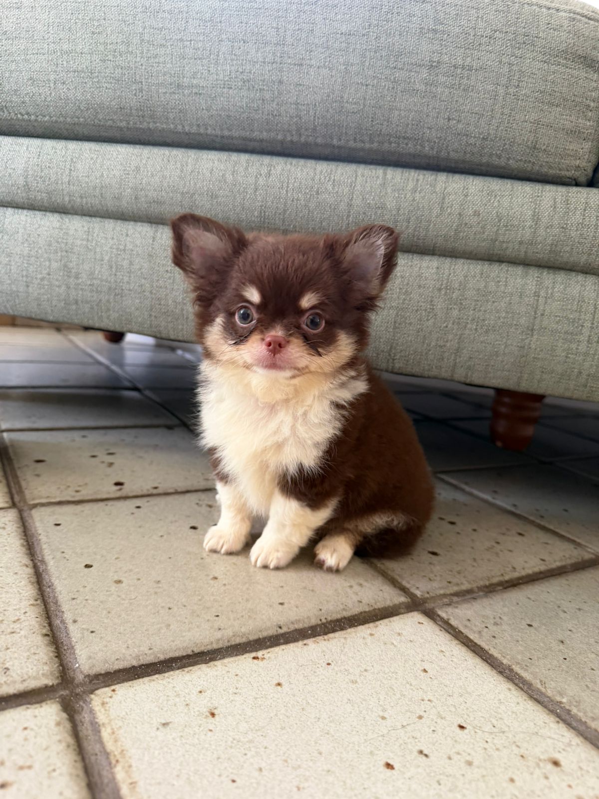 Mochi